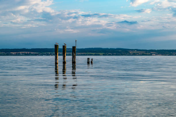 Unused poles become part o the wildlie at lake constance.