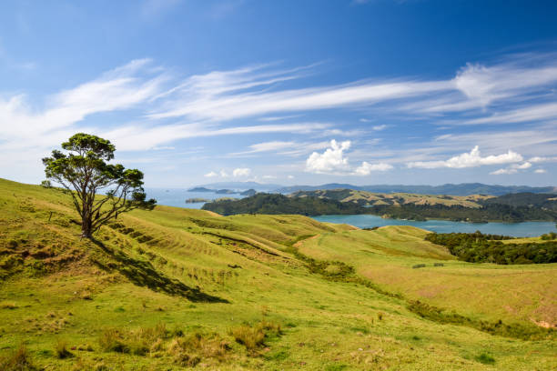 Beautiful wide angle view of the Coromandel Peninsula on the North Island of New Zealand seen from the Manaia Road Saddle and Lookout, a popular spot for tourists. Beautiful tree on the left. Beautiful wide angle view of the Coromandel Peninsula on the North Island of New Zealand seen from the Manaia Road Saddle and Lookout, a popular spot for tourists. Beautiful tree on the left. coromandel peninsula stock pictures, royalty-free photos & images