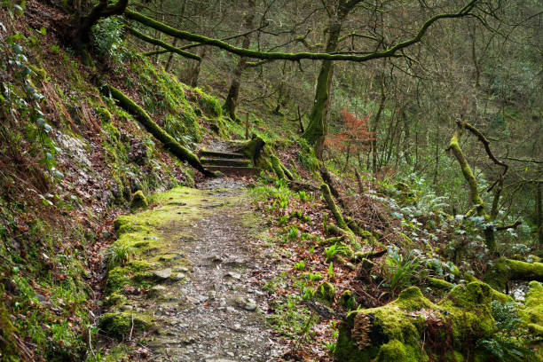 istock Old green, Scottish forest with rhododendrons and moss. 928139218