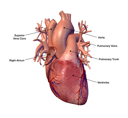 3D rendering of the White heart
