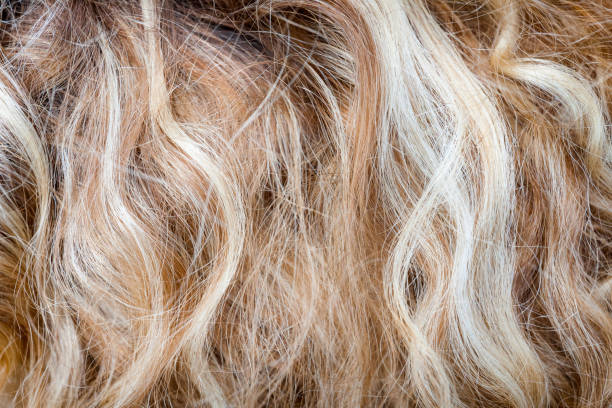 corta-circuito de cabelo loiro encaracolado como uma composição de fundo de textura - fashion shiny blond hair ringlet - fotografias e filmes do acervo