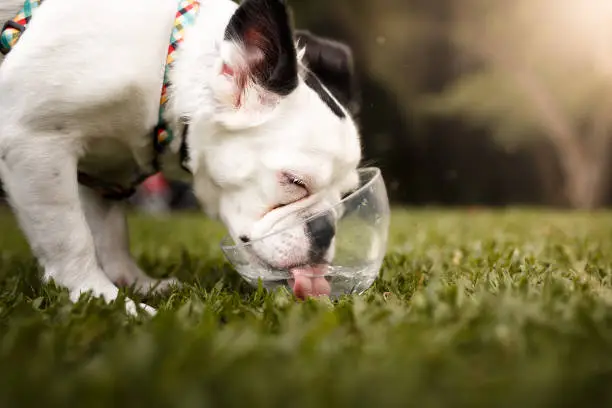 Photo of Dog drinking water