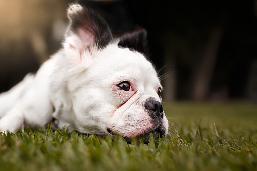 A cute rare hairy french bulldog lying head on the grass.