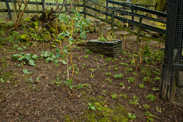 istock Planted  wild permaculture forest garden. 928149900