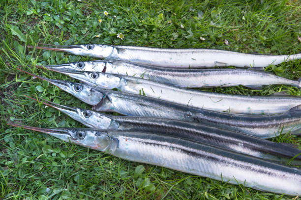 istock A catch of silvery garfish on the lawn 928150382