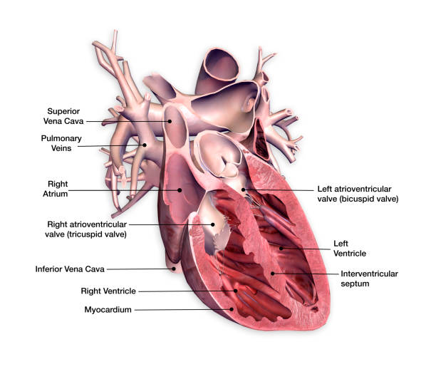 sección transversal de corazón con etiquetas en fondo blanco - blood cardiologist color image nobody fotografías e imágenes de stock