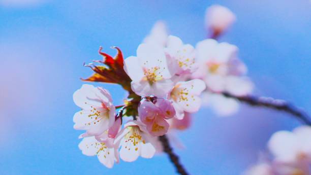 istock Flower garden in spring full bloom 928152666