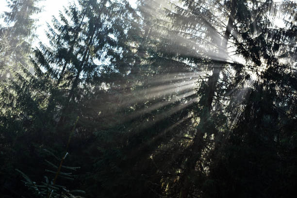istock Beams of morning sunlight in a deep, dark forest 928152876
