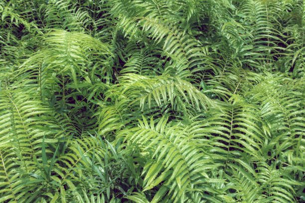 Ferns tropical green leaves foliage,floral natural background.spring and summer nature backdrop Ferns tropical green leaves foliage,floral natural background.spring and summer nature backdrop. sword fern stock pictures, royalty-free photos & images