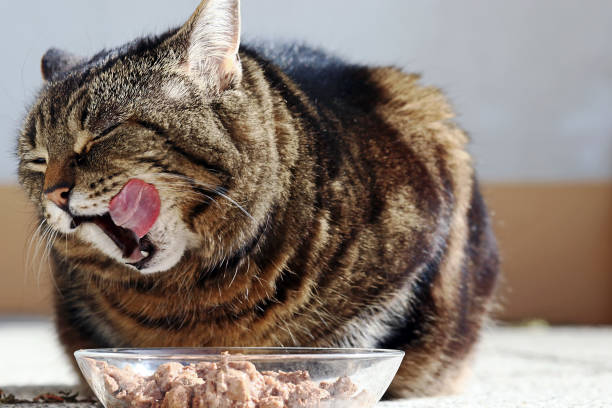 un chat est heureux de sa nourriture. un chat lèche sa bouche avec sa langue - animal fat photos et images de collection