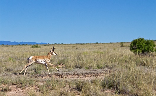 Pronghorn Buck Running through Grassy Field in the Desert in New Mexico