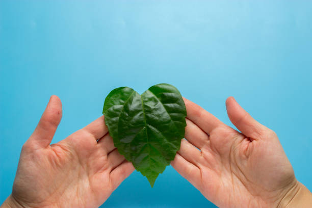 istock Green heart shape leaf in woman's hands 928165998