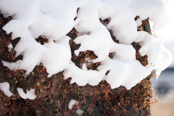 istock Snow covered the wall of plant. 928166418