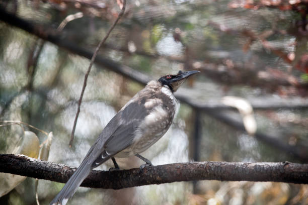 this is a side view of a noisy friar bird