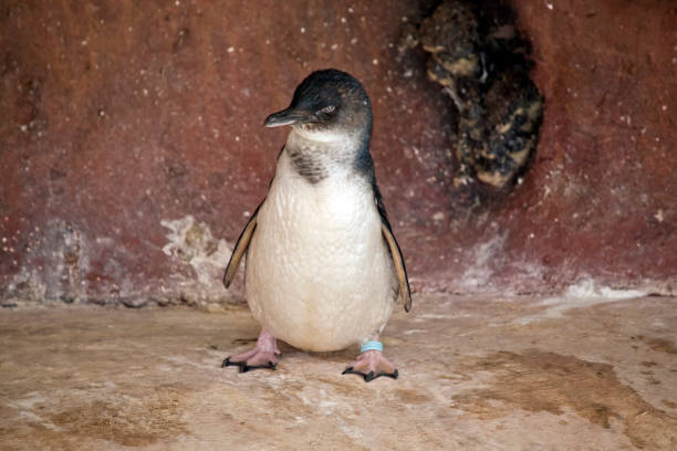 istock little penguin or fairy penguin 928170158