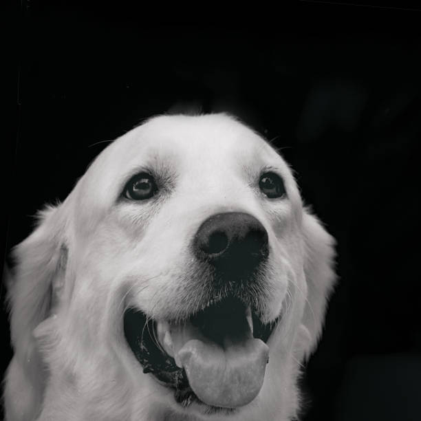 istock Dog breed labrador close-up portrait head smiling b w 928172932