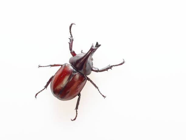 istock Fighting or rhinoceros beetle isolated on white background 928173800
