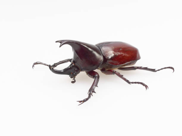 istock Fighting or rhinoceros beetle isolated on white background 928173840