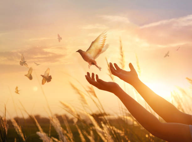 donna che prega e uccello libero godendo la natura sullo sfondo del tramonto, concetto di speranza - religious images immagine foto e immagini stock