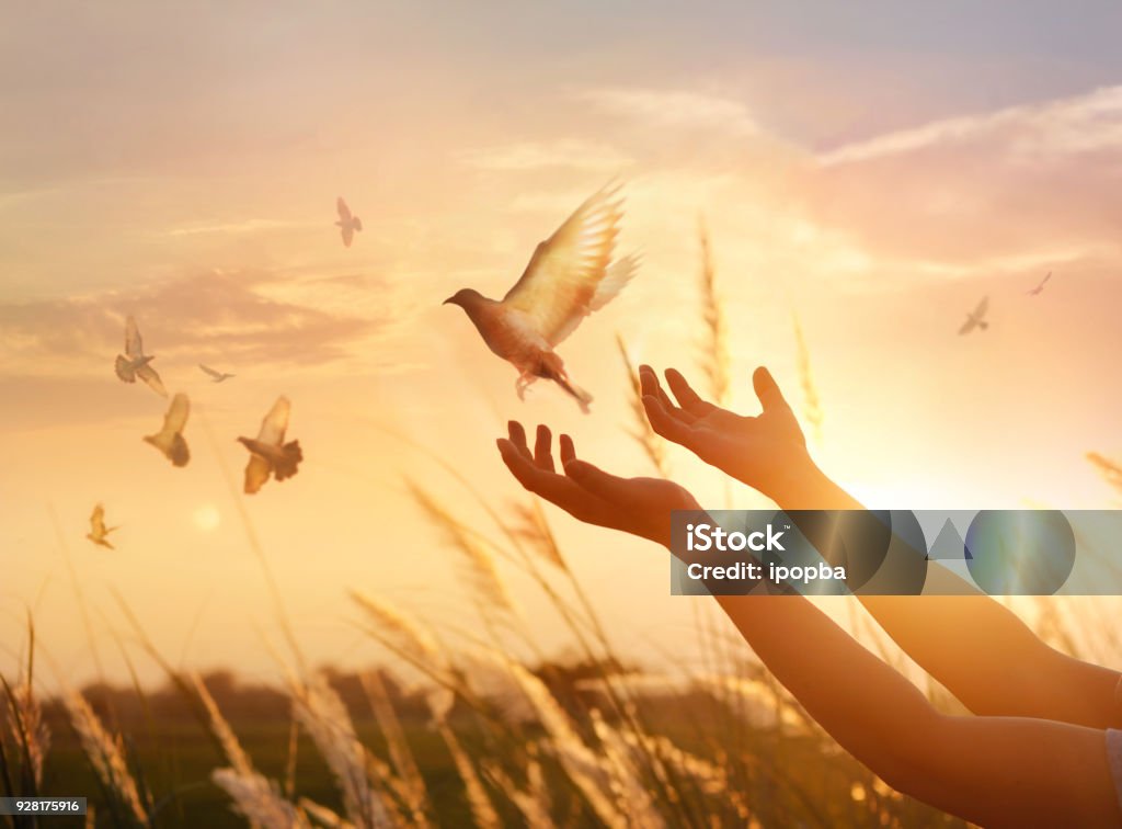 Woman praying and free bird enjoying nature on sunset background, hope concept Tranquility Stock Photo