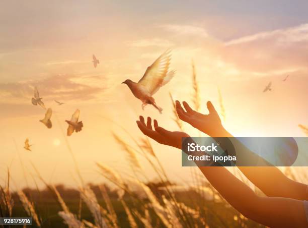 Woman Praying And Free Bird Enjoying Nature On Sunset Background Hope Concept Stock Photo - Download Image Now