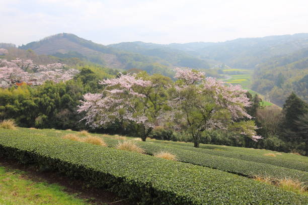 istock Tea plantations and cherry blossoms 928176994