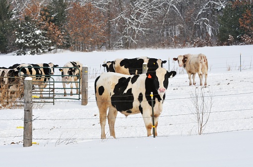 Holstein cows in snowy winter pasture.