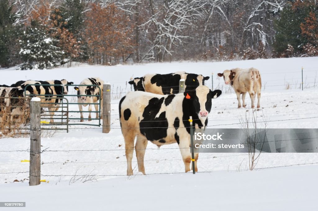 Dairy Cattle in Snow Holstein cows in snowy winter pasture. Winter Stock Photo
