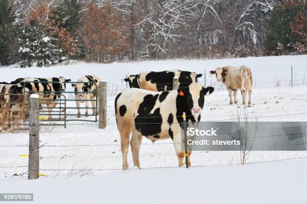 Dairy Cattle In Snow Stock Photo - Download Image Now - Winter, Cow, Domestic Cattle