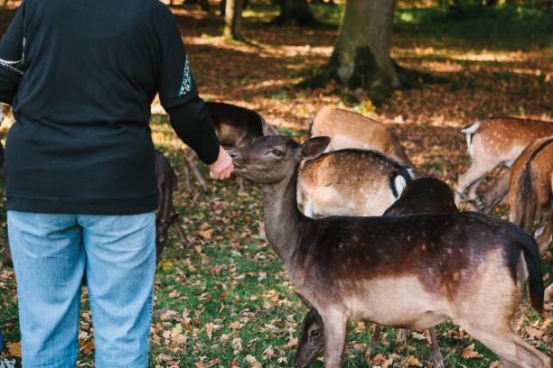 istock People feed a group of deer in the forest. Caring for animals. 928179952