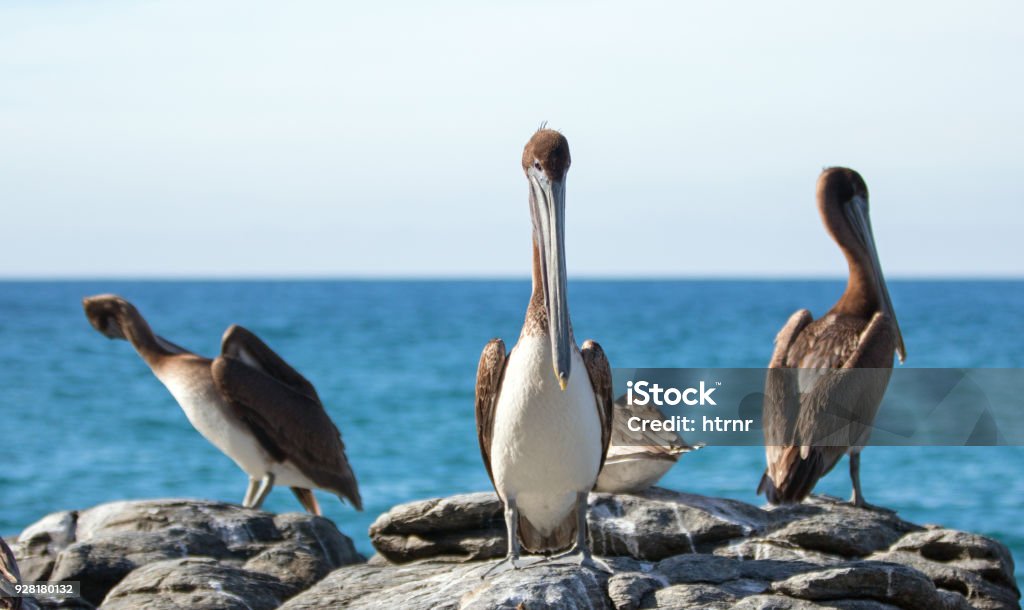 Three California Brown Pelicans perching on rocky outcrop at Cerritos Beach at Punta Lobos in Baja California Mexico BCS Animal Stock Photo