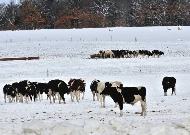 istock Holsteins in the Snow 928180218