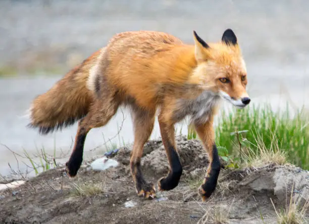 Red Fox coming up from the river bank in Naknek Alaska.