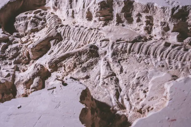 Photo of Skeleton of dinosaur. Tyrannosaurus Rex simulator fossil in ground stone.