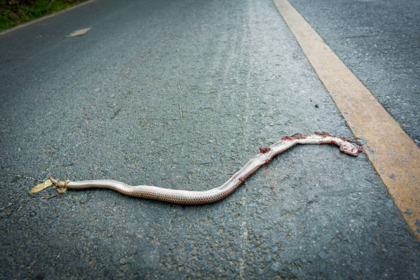 istock Snake die on road, Accident by car drive over a snake. 928185702
