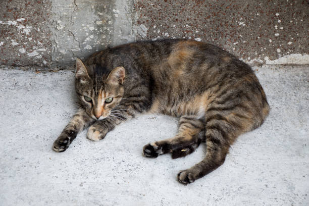 istock Stray cat is seen  in the street 928188058