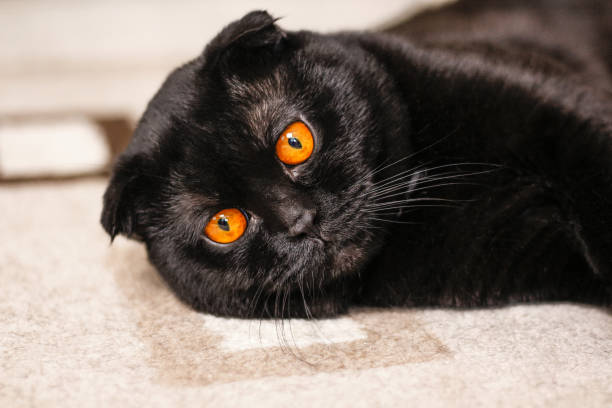Cận cảnh con mèo đen nghiêm túc với Đôi mắt vàng trong bóng tối. Khuôn mặt mèo gấp Scotland đen với đôi mắt vàng. Chân dung con mèo