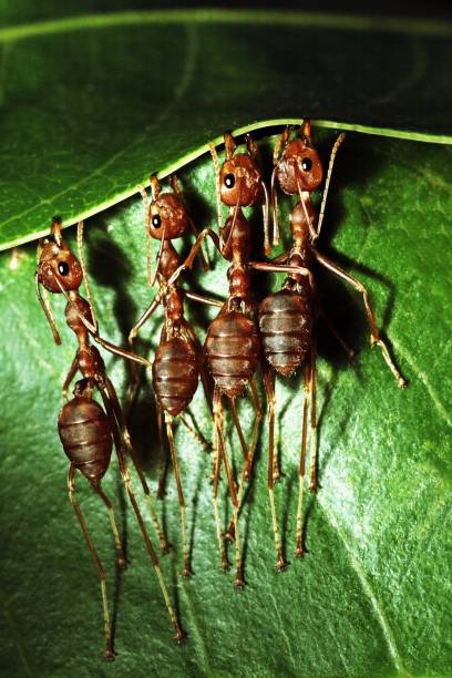 개미 무 잎, 둥지를 구축입니다. - teamwork ant cooperation challenge 뉴스 사진 이미지