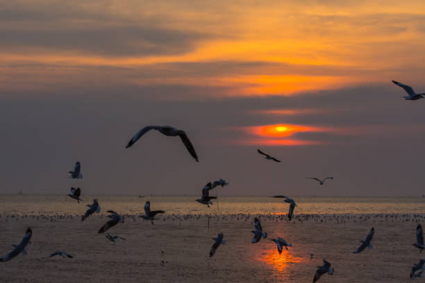 istock Group of seagulls flying over Bangpu sea during sunset 928188896
