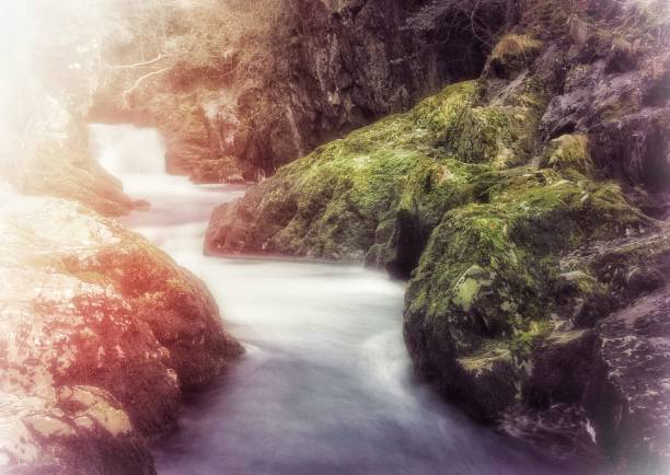 Dream like fantasy filtered forest background image