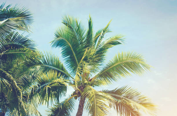istock Detail of coconut trees leaf isolated on white background 928192778