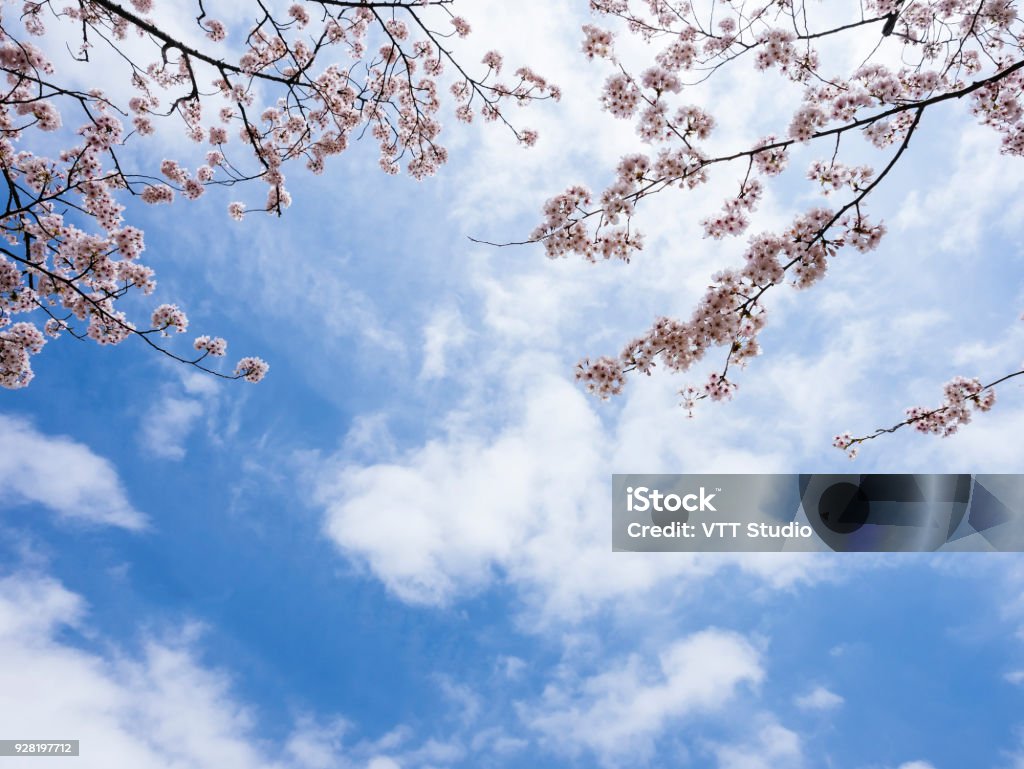 Sakura Flor De Cerca Fondo De Nube Azul Cielo Flor De Cerezo Foto de stock  y más banco de imágenes de Aire libre - iStock