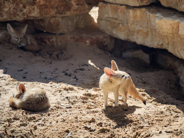 istock Two Fennec Foxs  rest on the sand on a sunny day and a third looks out for prey 928200816
