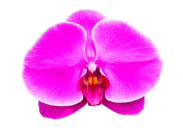 istock Purple orchids isolated white background 928201244