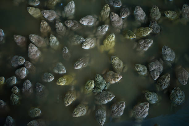 Frogs in Marshy Lake at Akdag (Akdağ) Nature Park