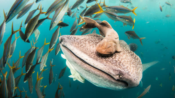 istock Up close with a Whale Shark 928201890