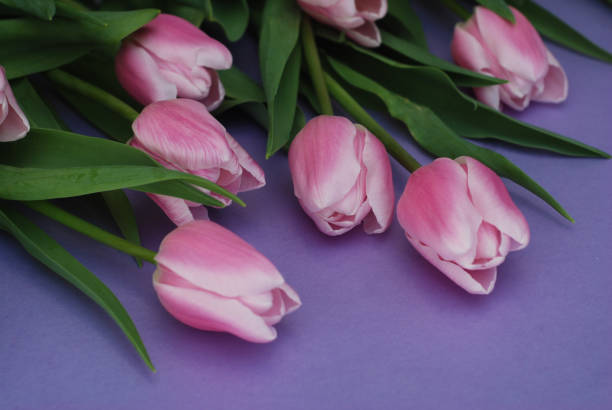 istock Pink Tulips bouquet, over Purple Background with copy space. Top view. flat Lay. Spring time. 928201918