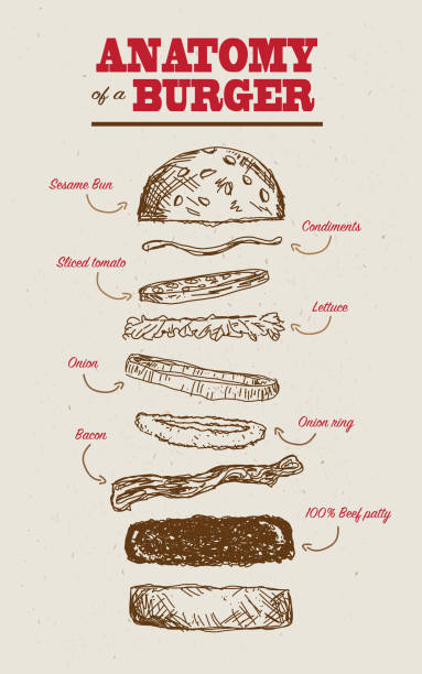 햄버거의 해부학 - hamburger bun barbecue sign stock illustrations