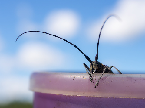 black beetle with big antenna close up