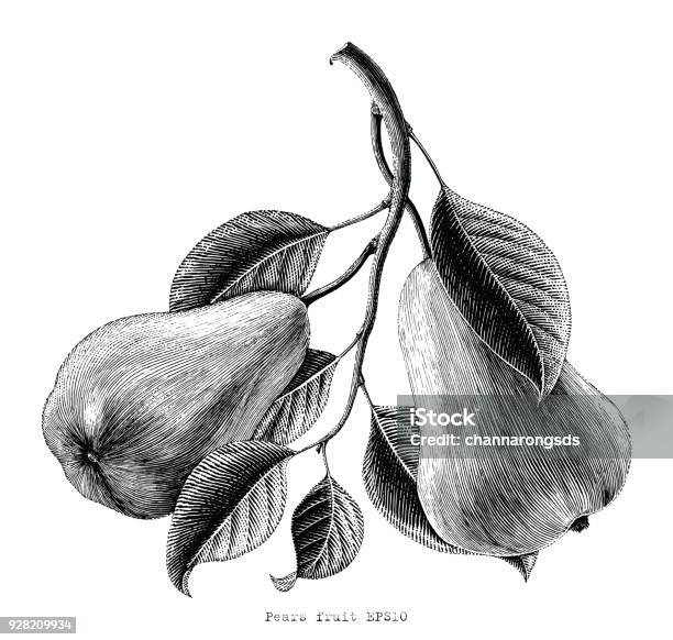 Pears Fruit Hand Drawing Vintage Engraving Illustration On White Background Stock Illustration - Download Image Now